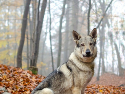 LUNA 